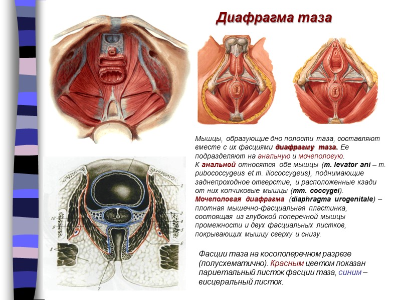Диафрагма таза Мышцы, образующие дно полости таза, составляют вместе с их фасциями диафрагму таза.